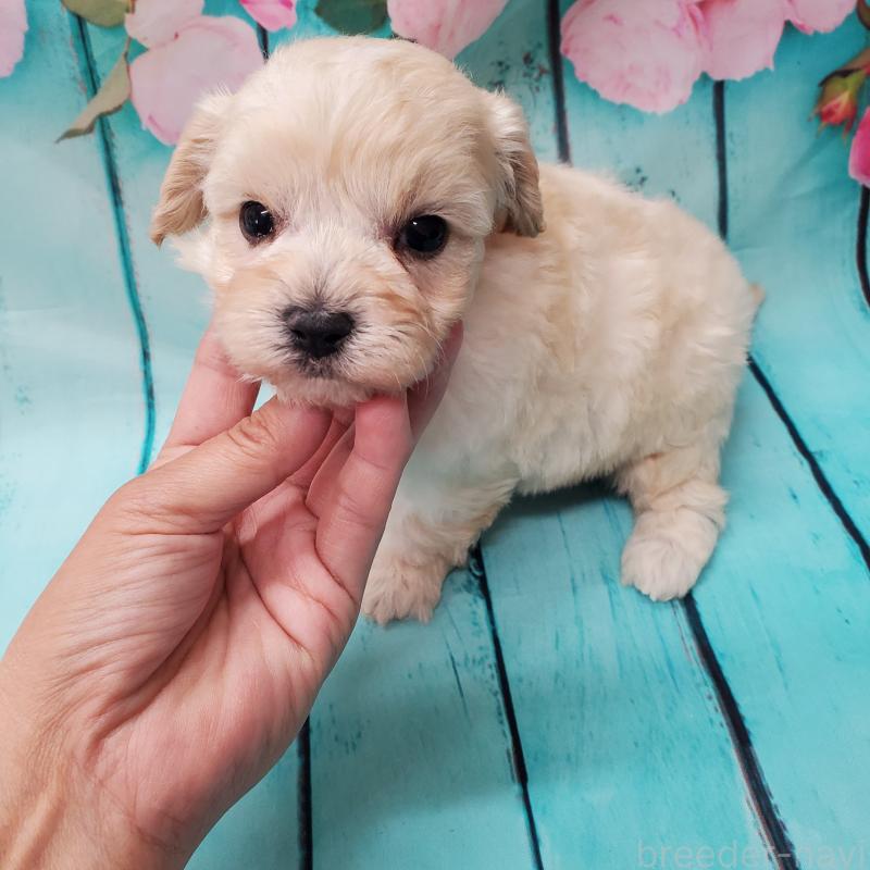 販売中の大阪府のマルプー:マルチーズ×トイプードル-431109の8枚目