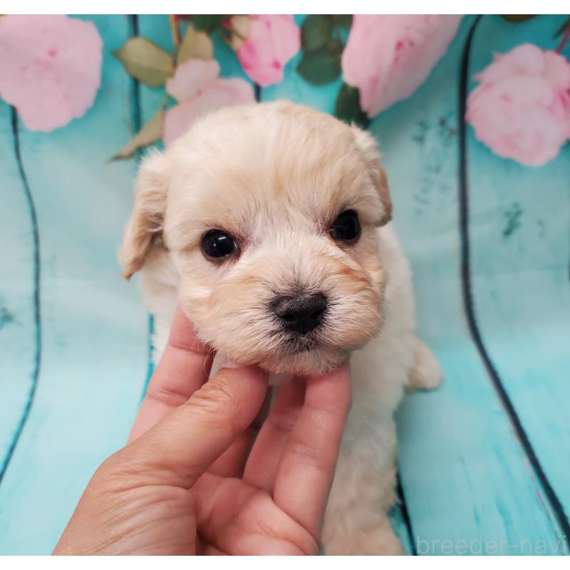 販売中の大阪府のマルプー:マルチーズ×トイプードル-431109の7枚目