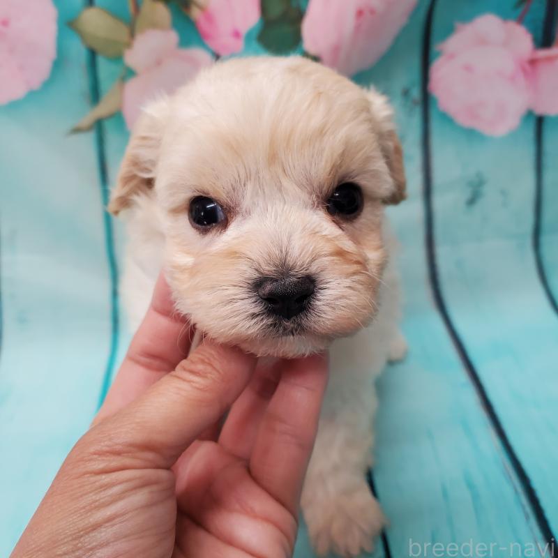 販売中の大阪府のマルプー:マルチーズ×トイプードル-431109の6枚目