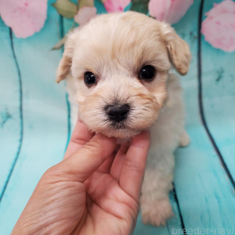 販売中の大阪府のマルプー:マルチーズ×トイプードル-431109の5枚目