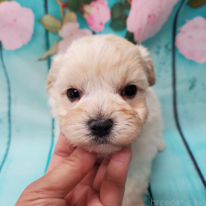 販売中の大阪府のマルプー:マルチーズ×トイプードル-431109の4枚目