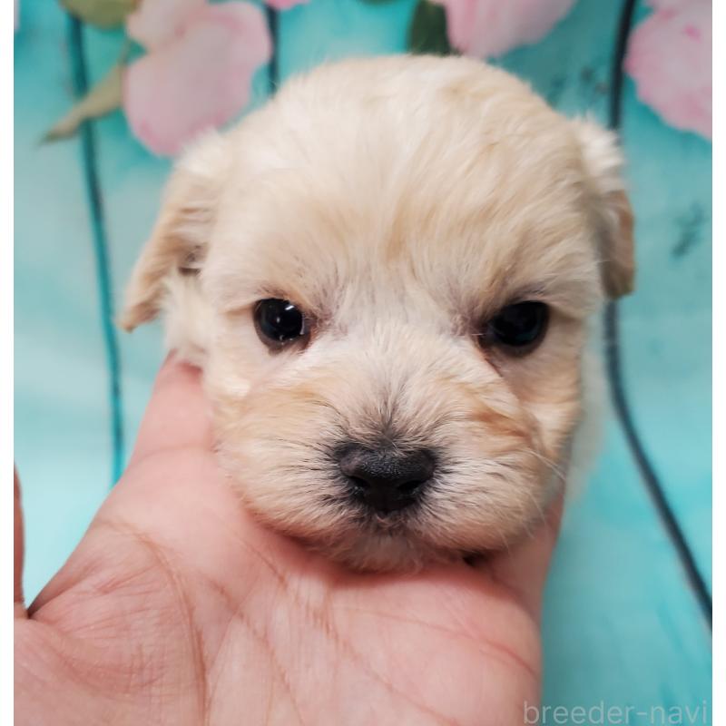 販売中の大阪府のマルプー:マルチーズ×トイプードル-431109の3枚目