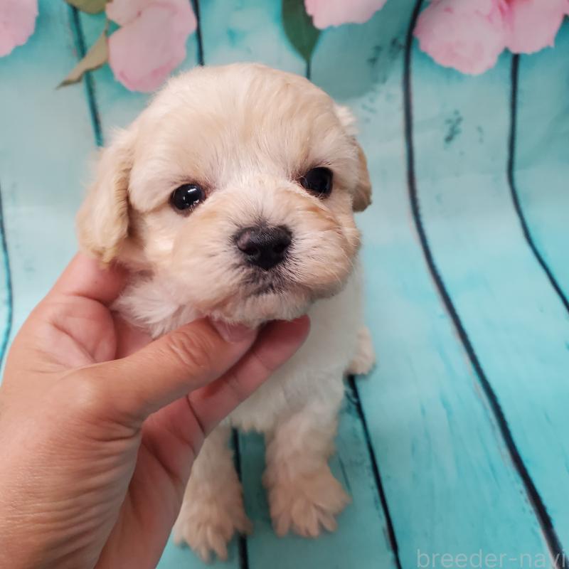 販売中の大阪府のマルプー:マルチーズ×トイプードル-431109の2枚目