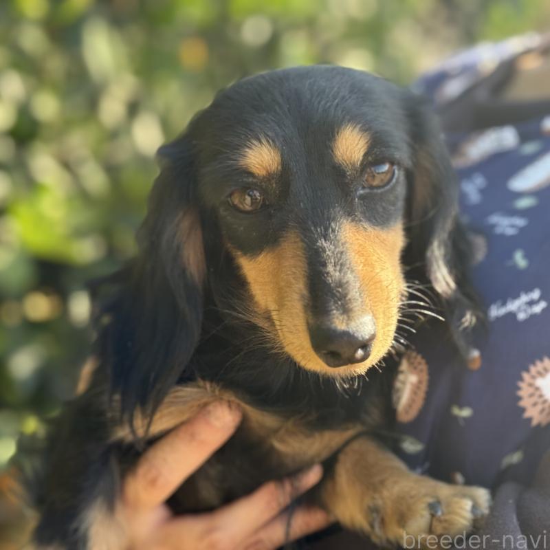 販売中の香川県のカニンヘンダックスフンド(ロングヘアード)-431108の3枚目