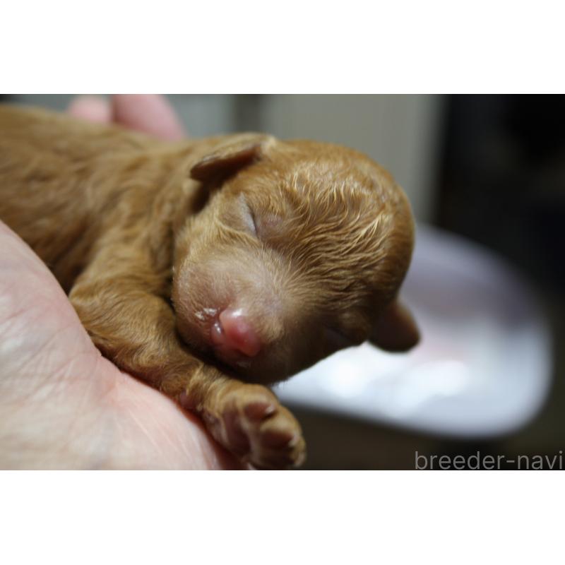 販売中の北海道のトイプードル-431107の4枚目