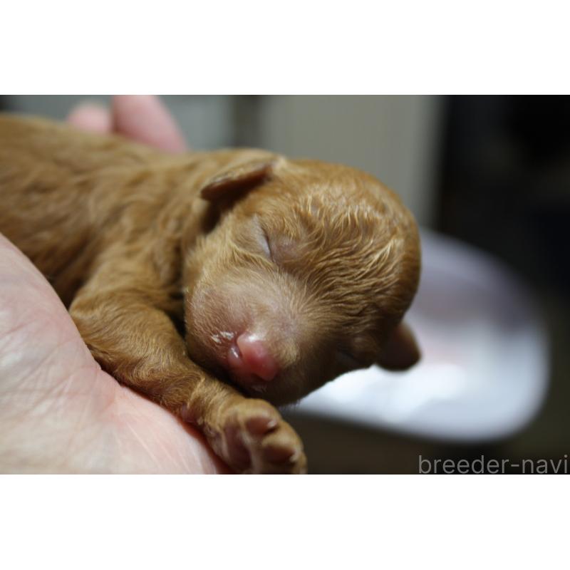 販売中の北海道のトイプードル-431107の3枚目