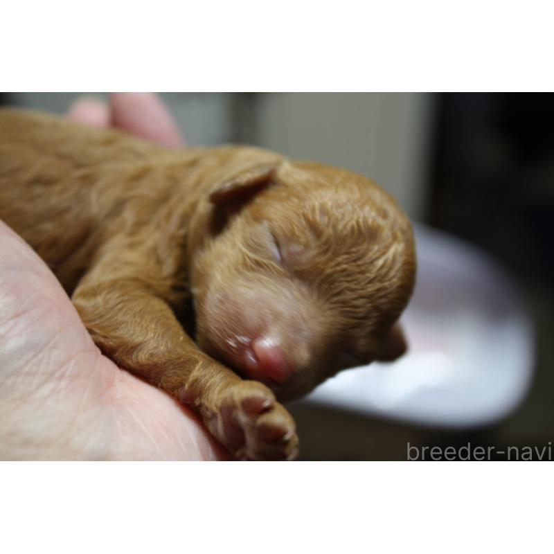 販売中の北海道のトイプードル-431107の2枚目