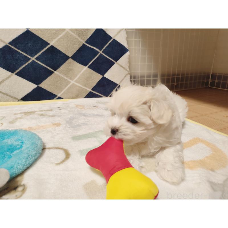 販売中の岡山県のマルチーズ-428294の9枚目