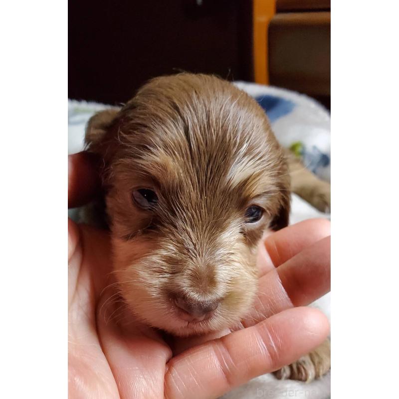 販売中の福岡県のミニチュアダックスフンド(ロングヘアード)-431110