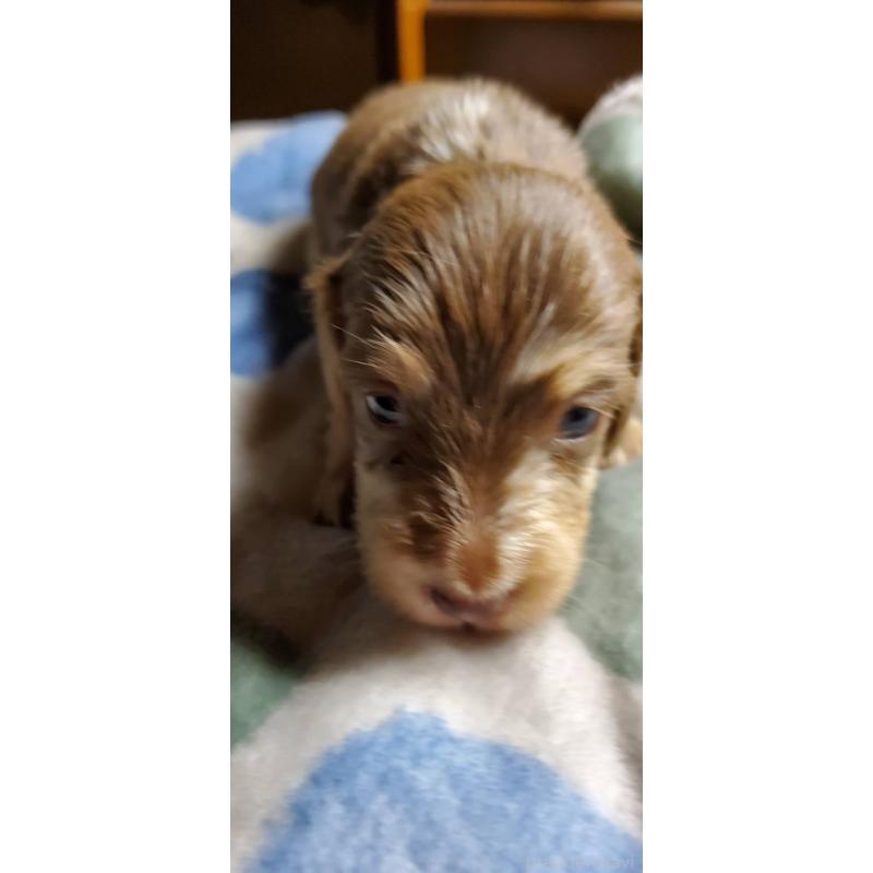 販売中の福岡県のミニチュアダックスフンド(ロングヘアード)-431110の2枚目