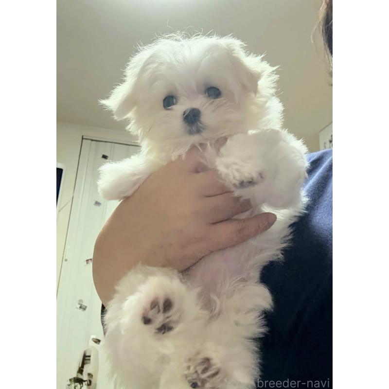 販売中の山形県のマルチーズ-426419の8枚目