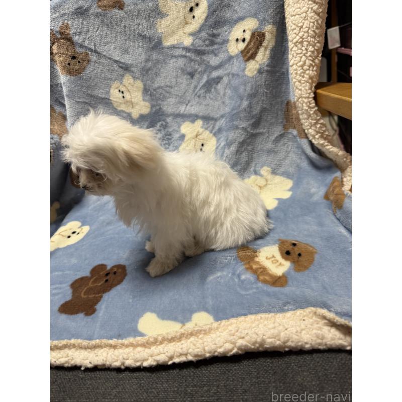 販売中の山形県のマルチーズ-426419の7枚目