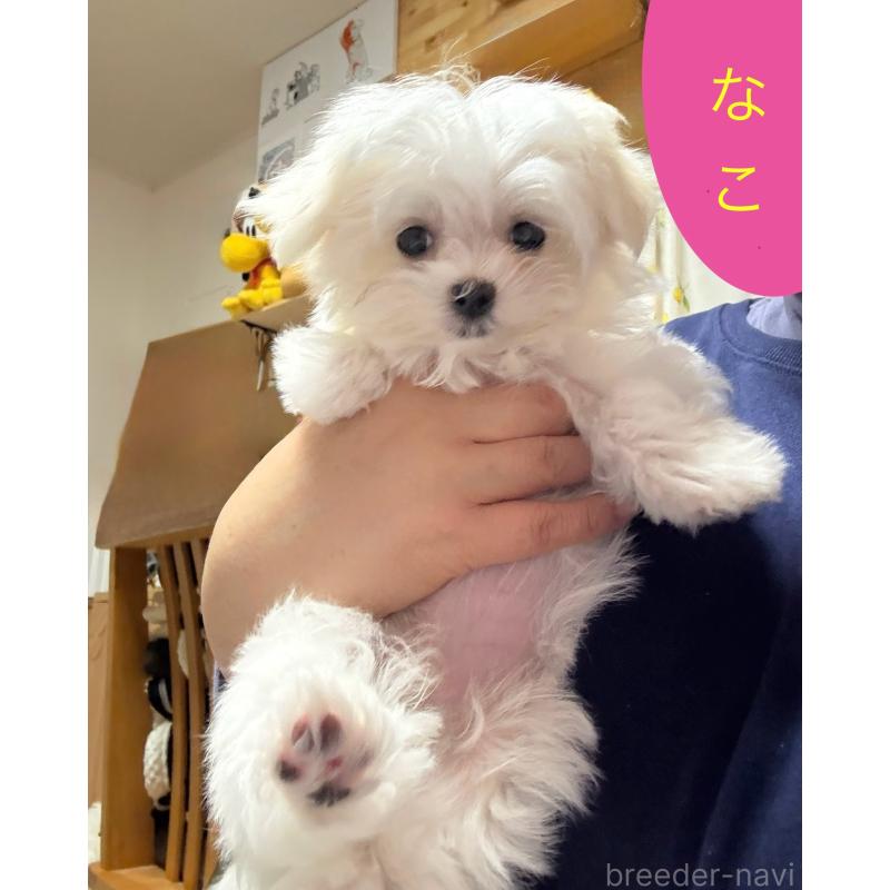販売中の山形県のマルチーズ-426419の6枚目