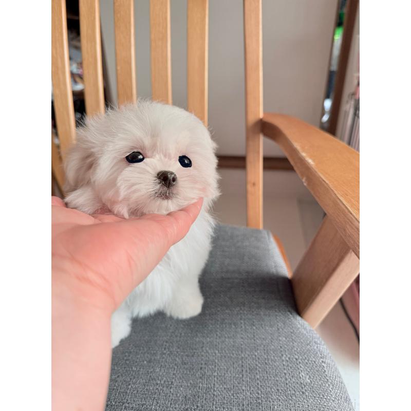 商談中の山形県のマルチーズ-426417の8枚目