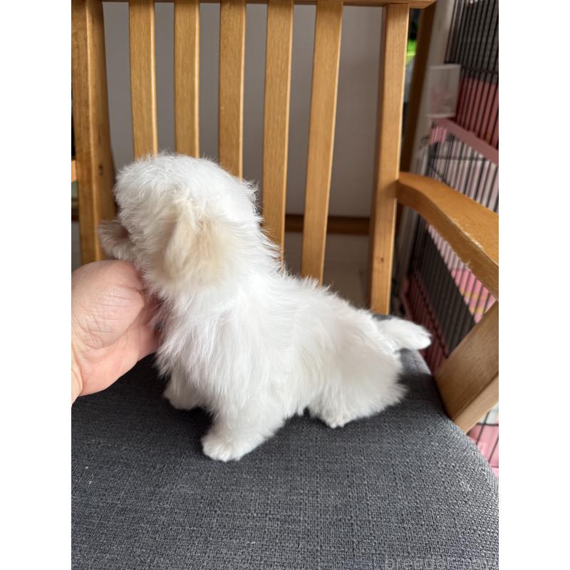 商談中の山形県のマルチーズ-426417の7枚目