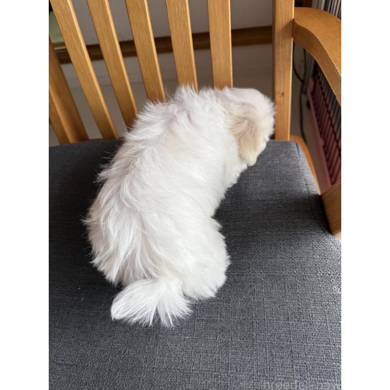 商談中の山形県のマルチーズ-426417の6枚目