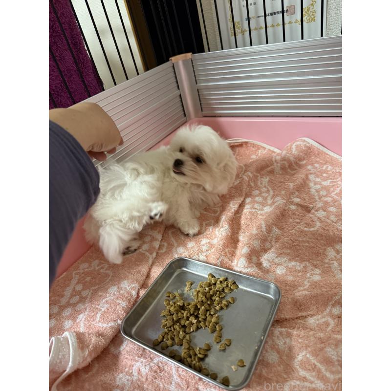 商談中の山形県のマルチーズ-426417の5枚目