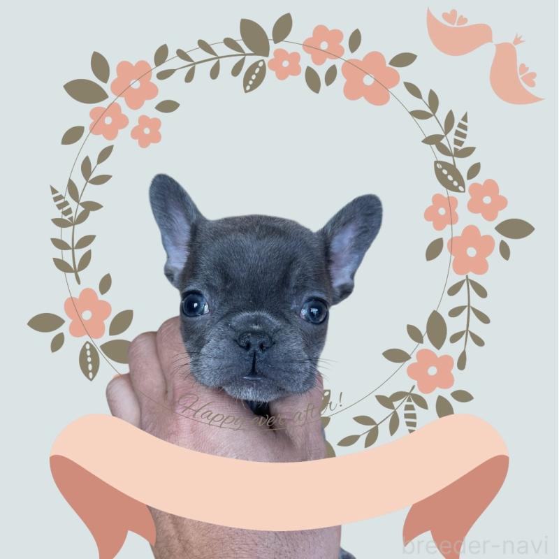 販売中の福岡県のフレンチブルドッグ-431111の3枚目