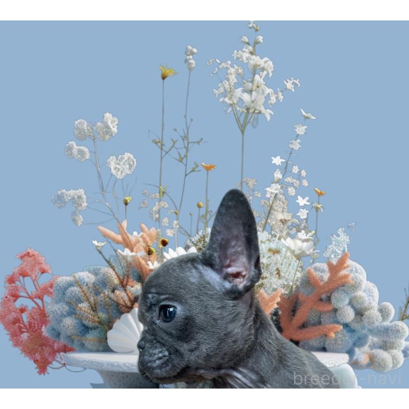 販売中の福岡県のフレンチブルドッグ-431112の3枚目