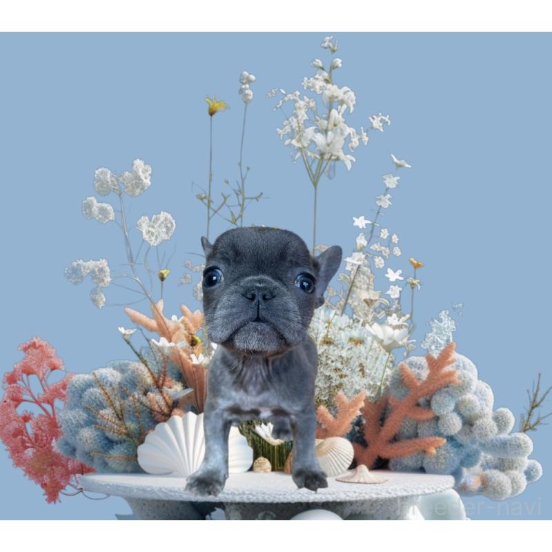 販売中の福岡県のフレンチブルドッグ-431112の2枚目