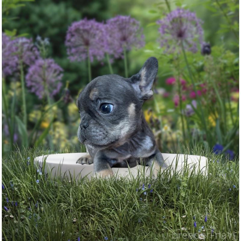 販売中の福岡県のフレンチブルドッグ-431113の2枚目