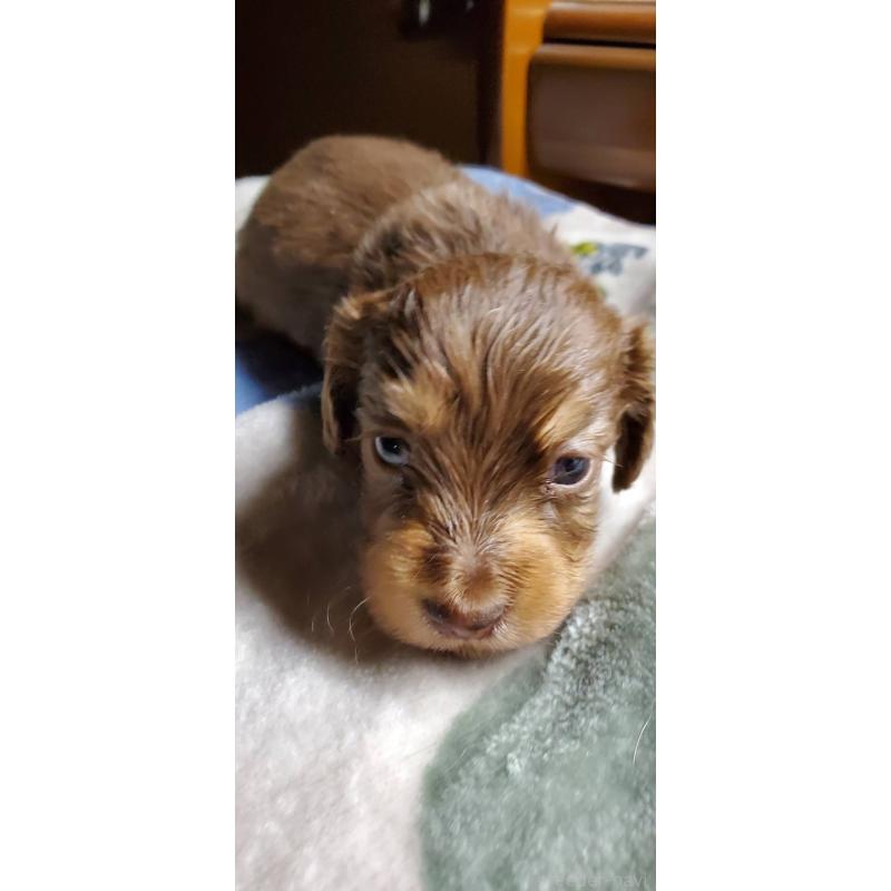 販売中の福岡県のミニチュアダックスフンド(ロングヘアード)-431117の2枚目