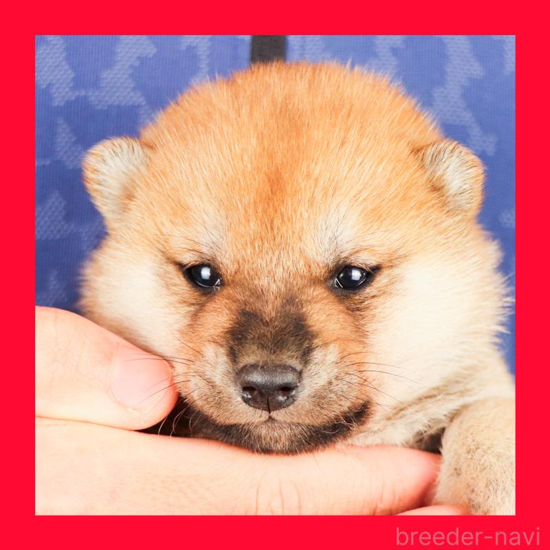 販売中の愛知県の柴犬-429143