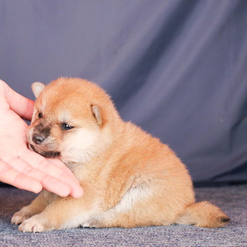 成約済の愛知県の柴犬-429143の3枚目