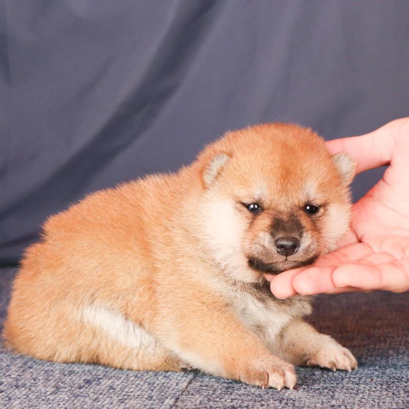 成約済の愛知県の柴犬-429143の2枚目