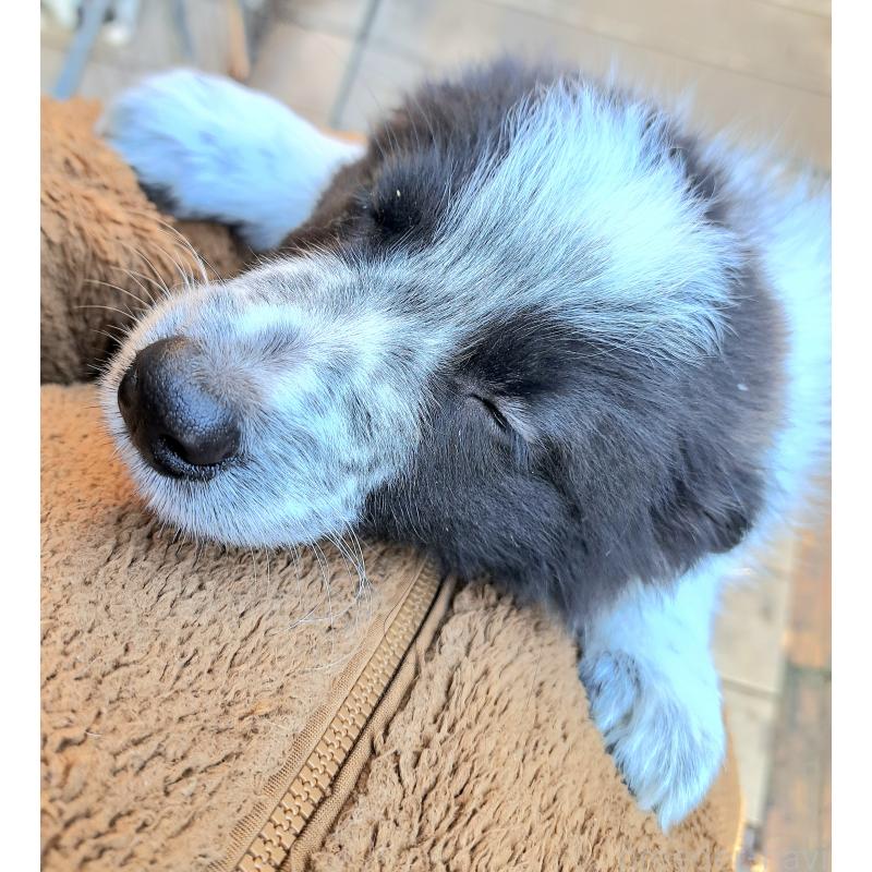 販売中の千葉県のボーダーコリー-431115の4枚目