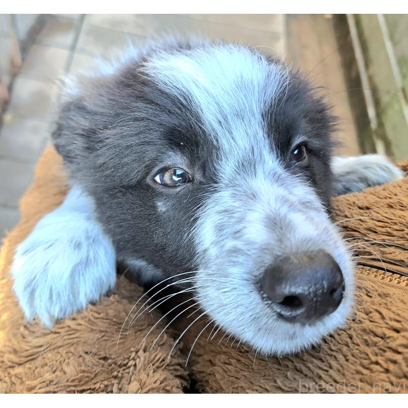 販売中の千葉県のボーダーコリー-431115の3枚目