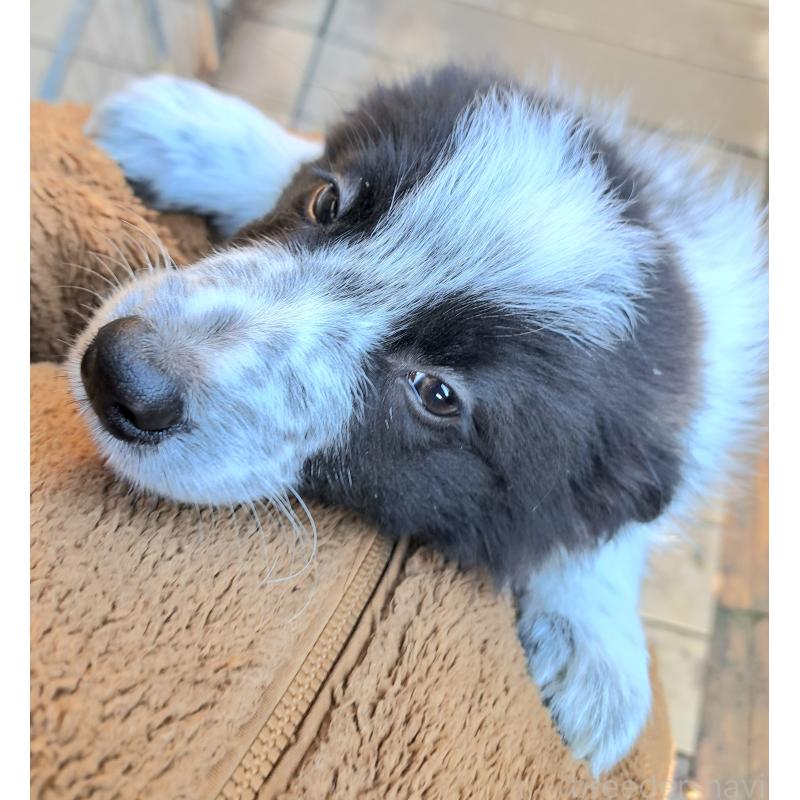 販売中の千葉県のボーダーコリー-431115の2枚目