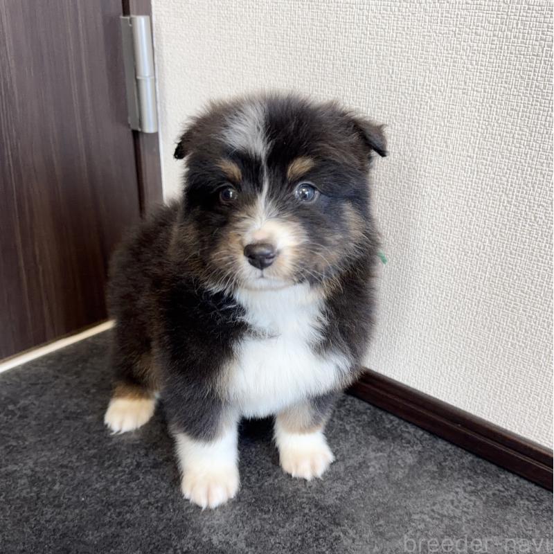販売中の山梨県のオーストラリアンシェパード-423324の9枚目