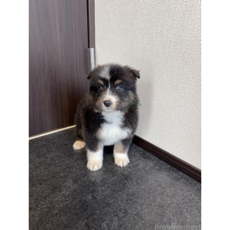 販売中の山梨県のオーストラリアンシェパード-423324の8枚目