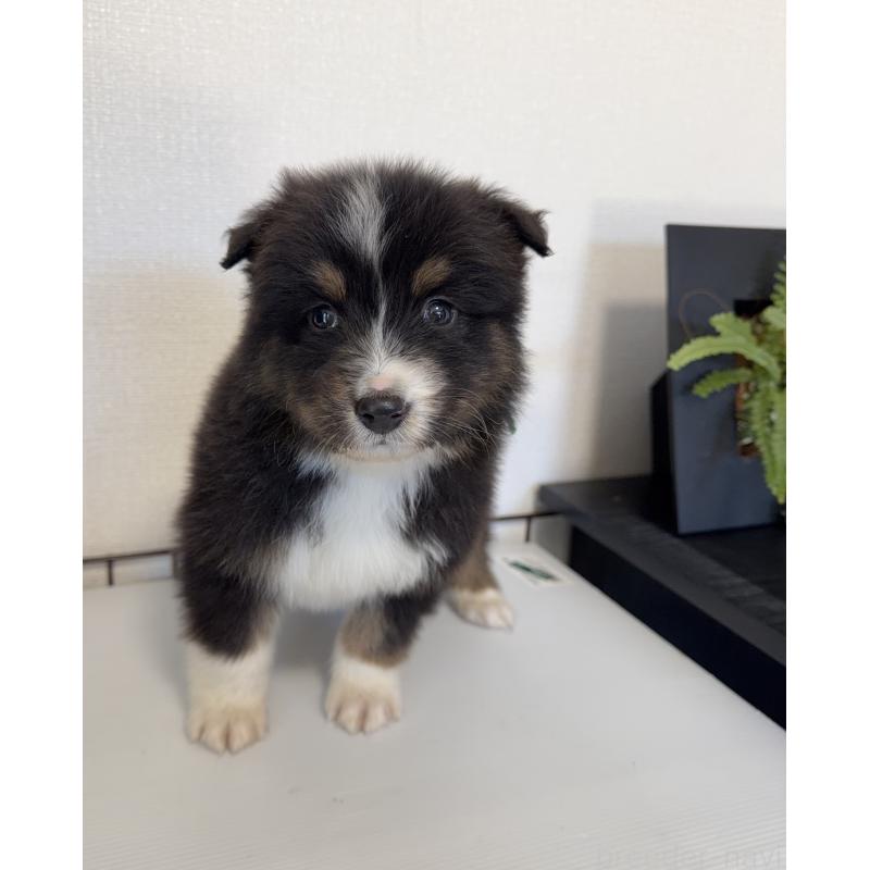 販売中の山梨県のオーストラリアンシェパード-423324の7枚目