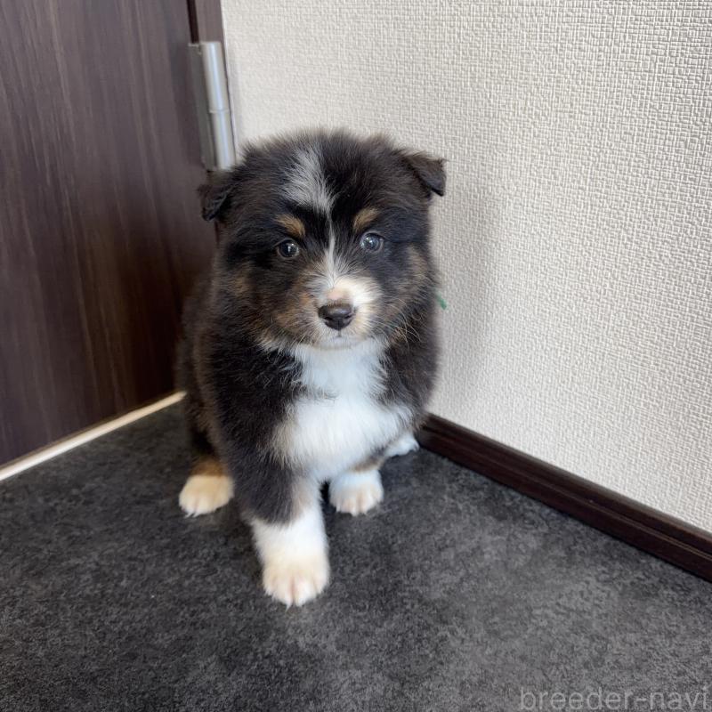 販売中の山梨県のオーストラリアンシェパード-423324の6枚目