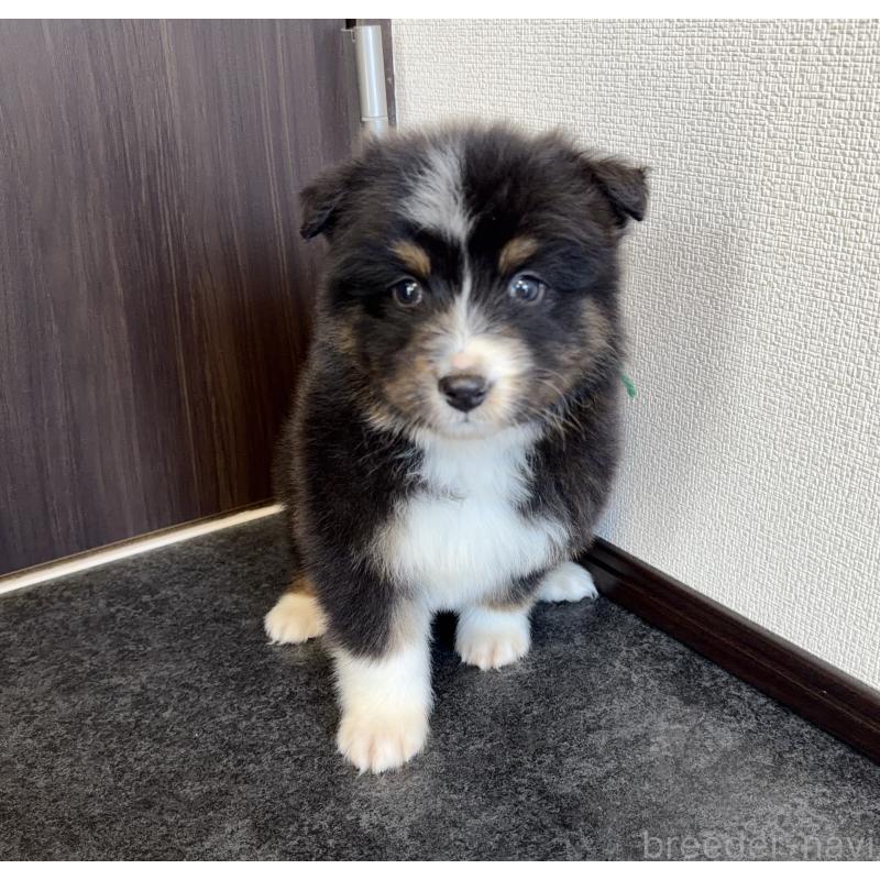 販売中の山梨県のオーストラリアンシェパード-423324の5枚目