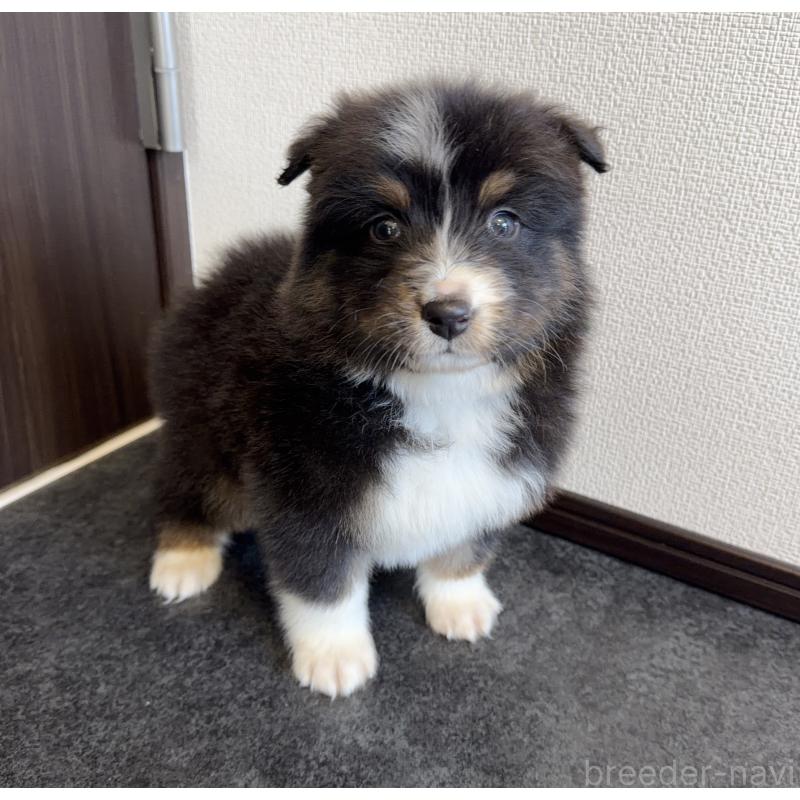 販売中の山梨県のオーストラリアンシェパード-423324の4枚目