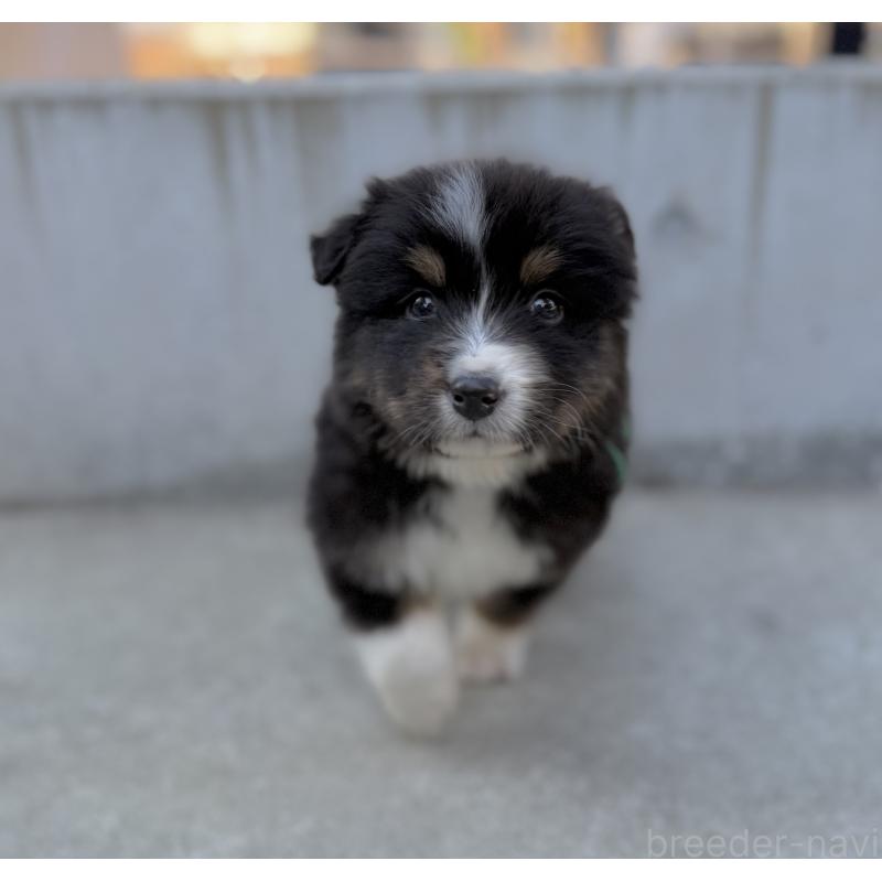 販売中の山梨県のオーストラリアンシェパード-423324の3枚目