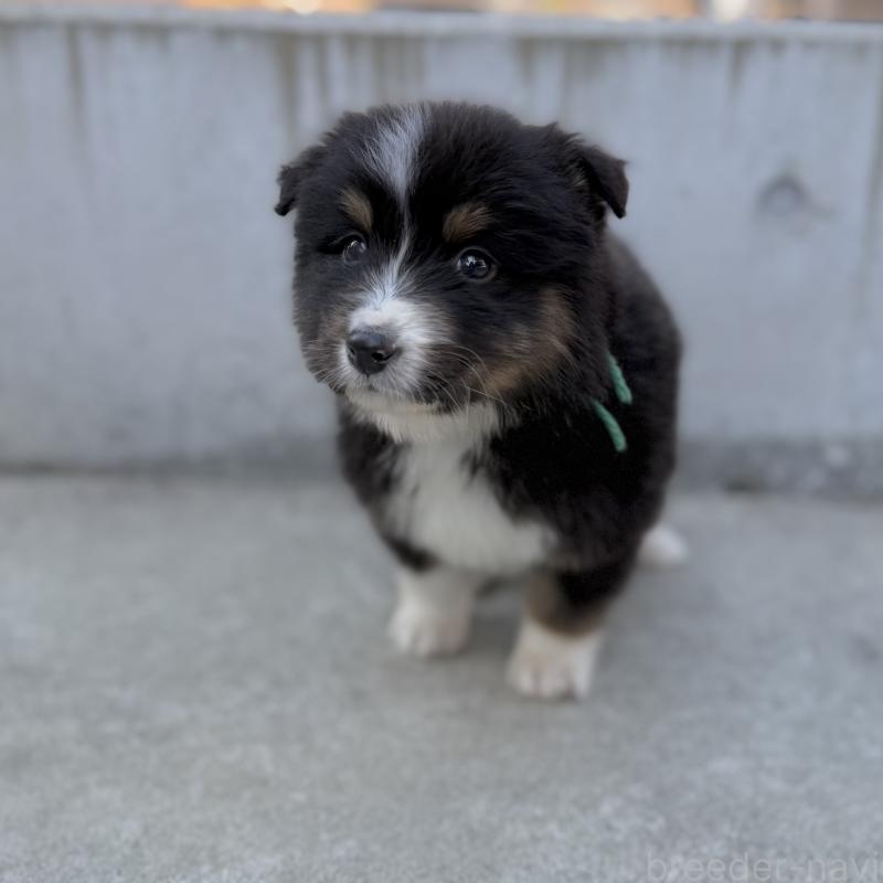 販売中の山梨県のオーストラリアンシェパード-423324の2枚目