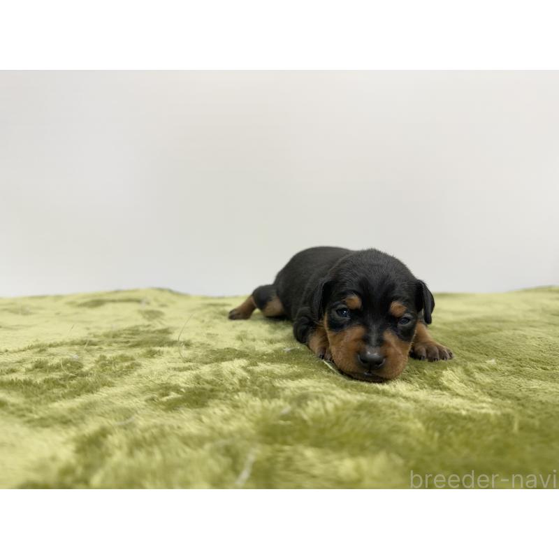 販売中の山梨県のミニチュアピンシャー(ミニピン)-431116の4枚目