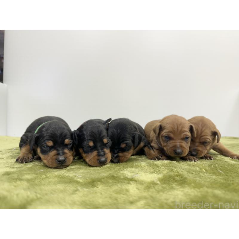 販売中の山梨県のミニチュアピンシャー(ミニピン)-431116の2枚目