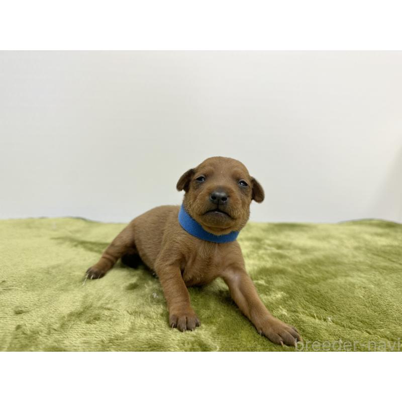 販売中の山梨県のミニチュアピンシャー(ミニピン)-431118の4枚目