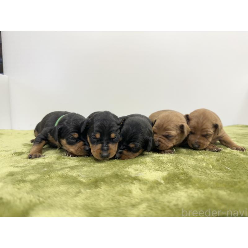 販売中の山梨県のミニチュアピンシャー(ミニピン)-431118の3枚目