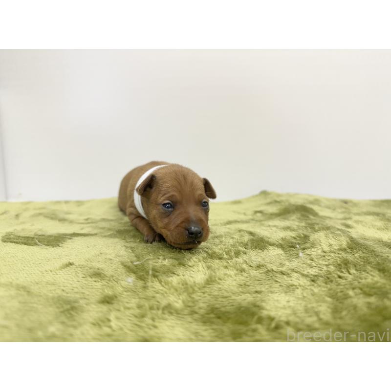 販売中の山梨県のミニチュアピンシャー(ミニピン)-431120の6枚目