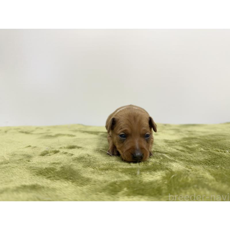 販売中の山梨県のミニチュアピンシャー(ミニピン)-431120の5枚目