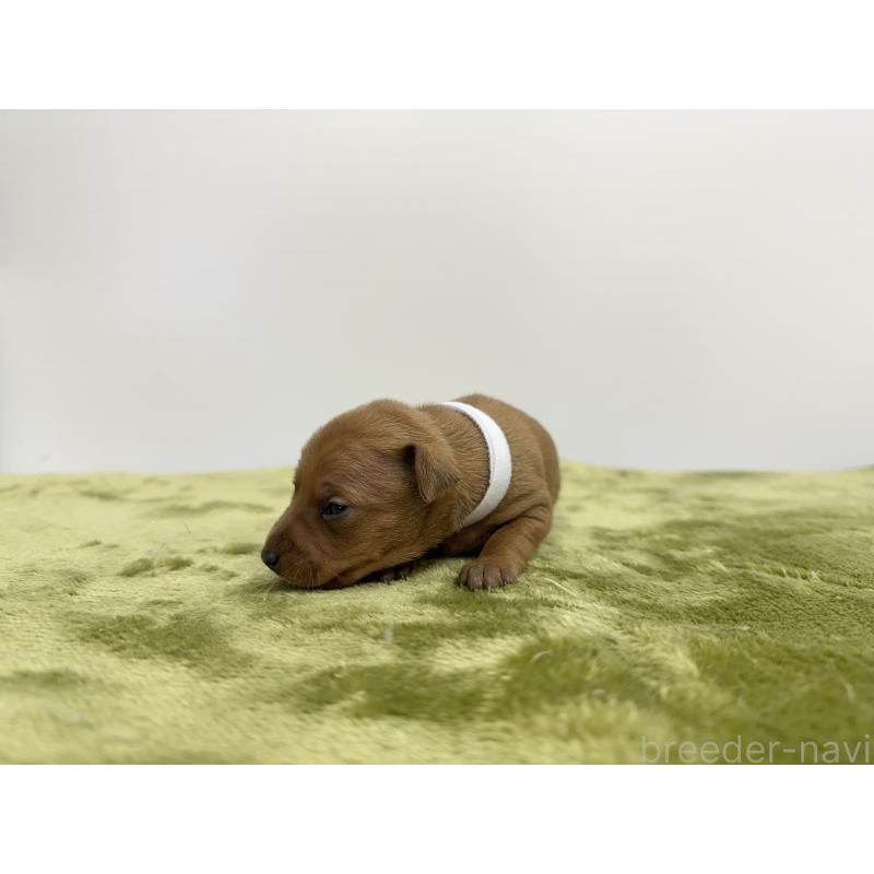 販売中の山梨県のミニチュアピンシャー(ミニピン)-431120の4枚目