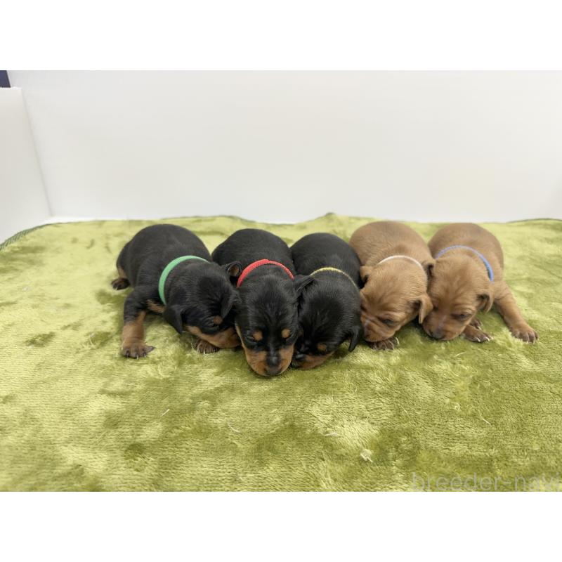 販売中の山梨県のミニチュアピンシャー(ミニピン)-431120の3枚目