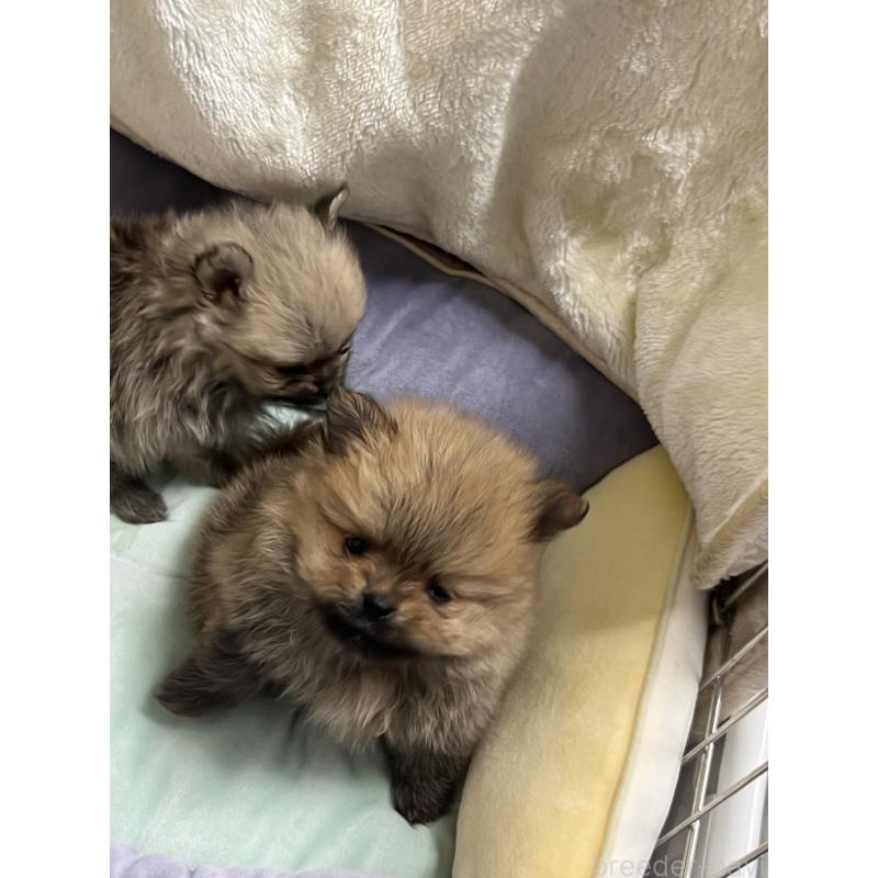 販売中の北海道のポメラニアン-431121の4枚目