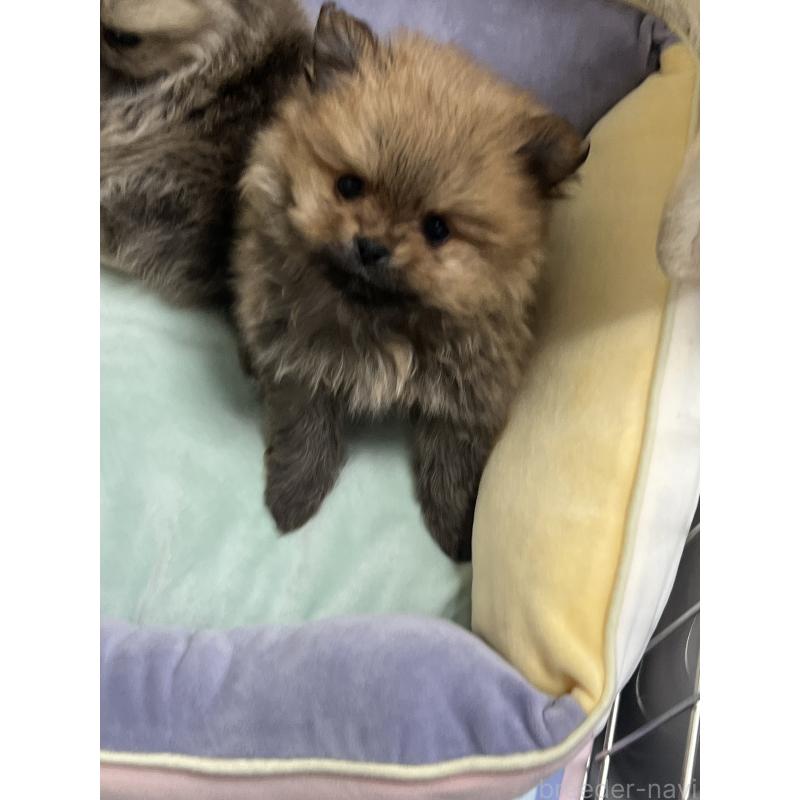 販売中の北海道のポメラニアン-431121の3枚目